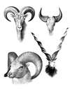 eBook Antlers and Horns Illustrated Monthly