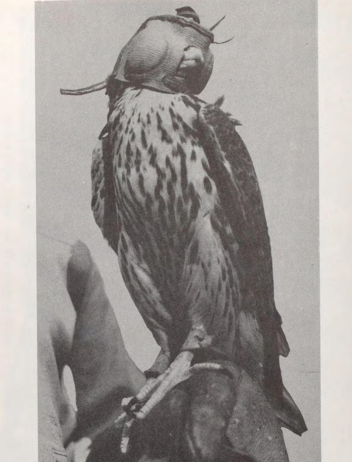 eBook Art of Falconry Illustrated Monthly