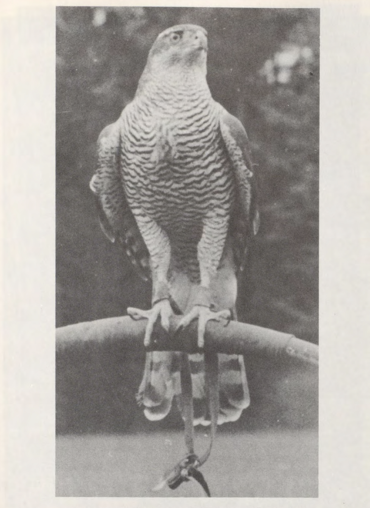 eBook Art of Falconry Illustrated Monthly