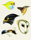 eBook Bird Heads Illustrated Monthly