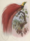 eBook Birds of Paradise Illustrated Monthly