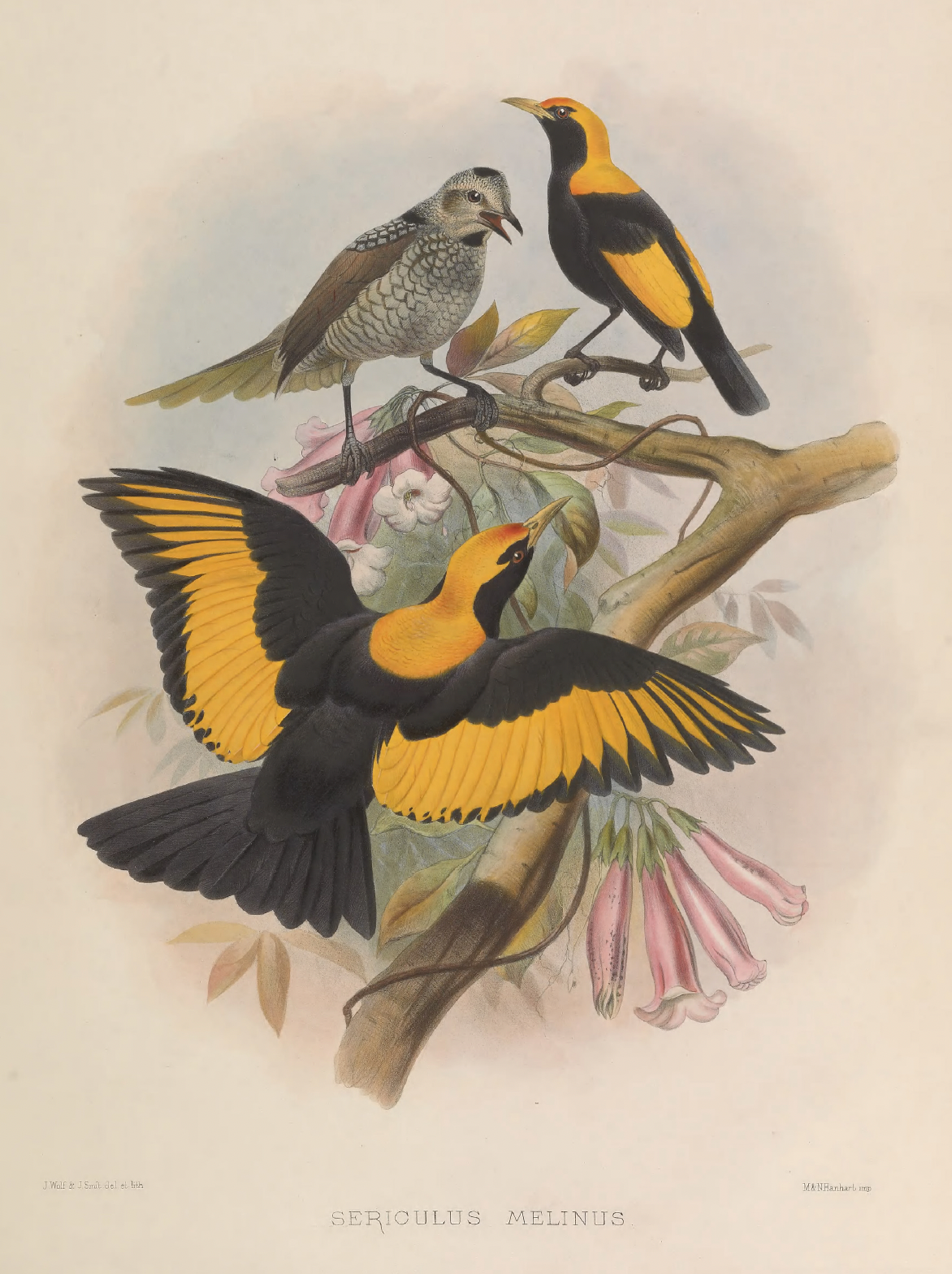 eBook Birds of Paradise Illustrated Monthly