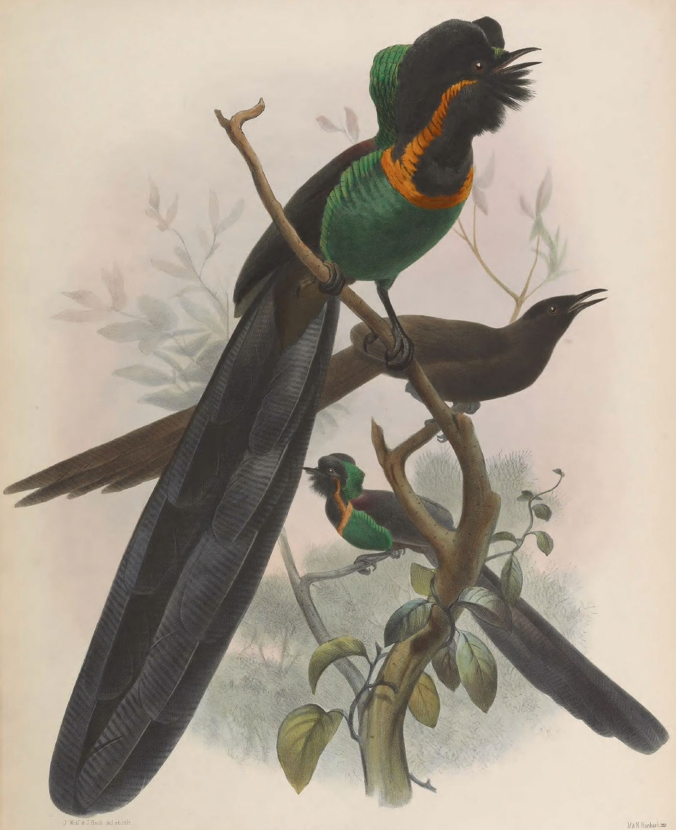 eBook Birds of Paradise Illustrated Monthly