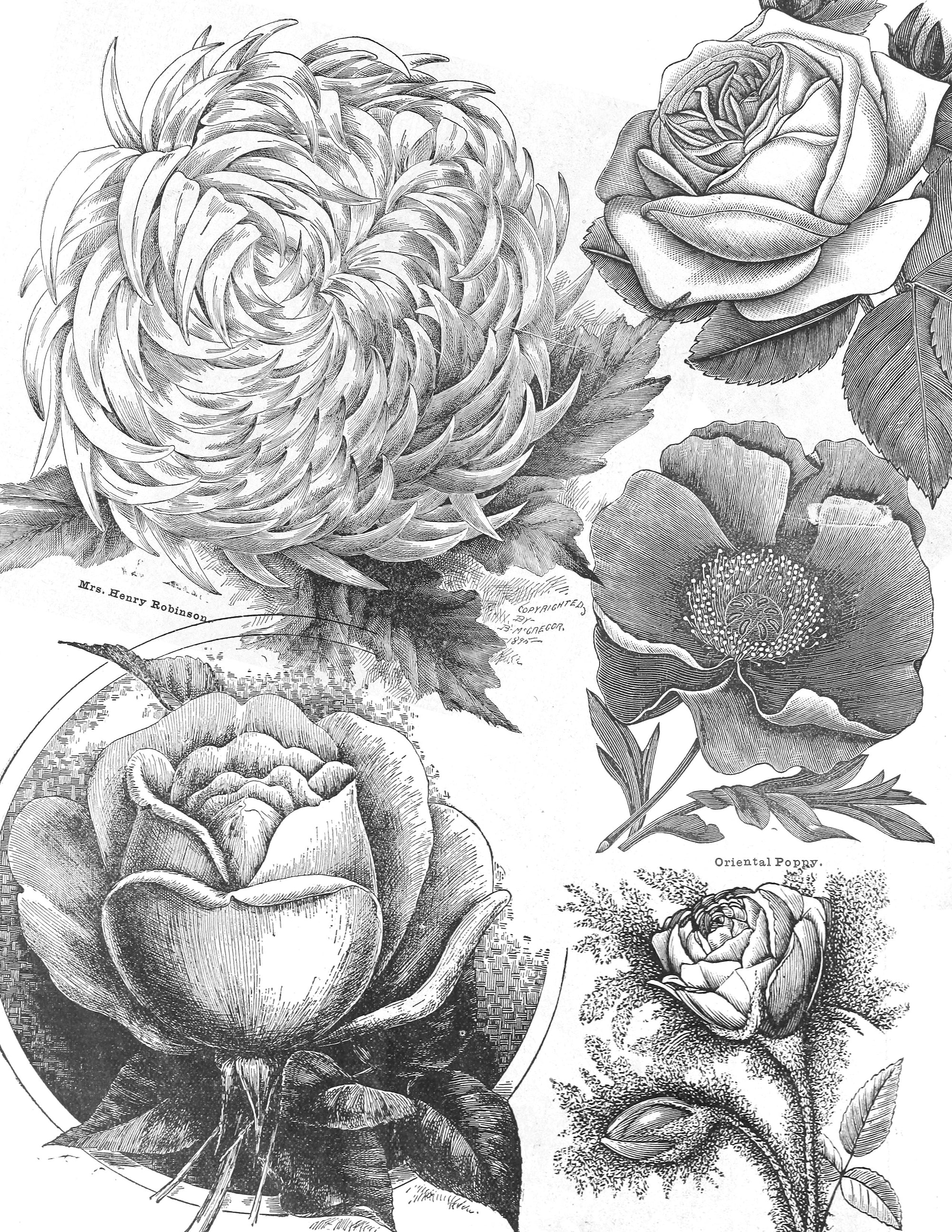 black and gray flowers