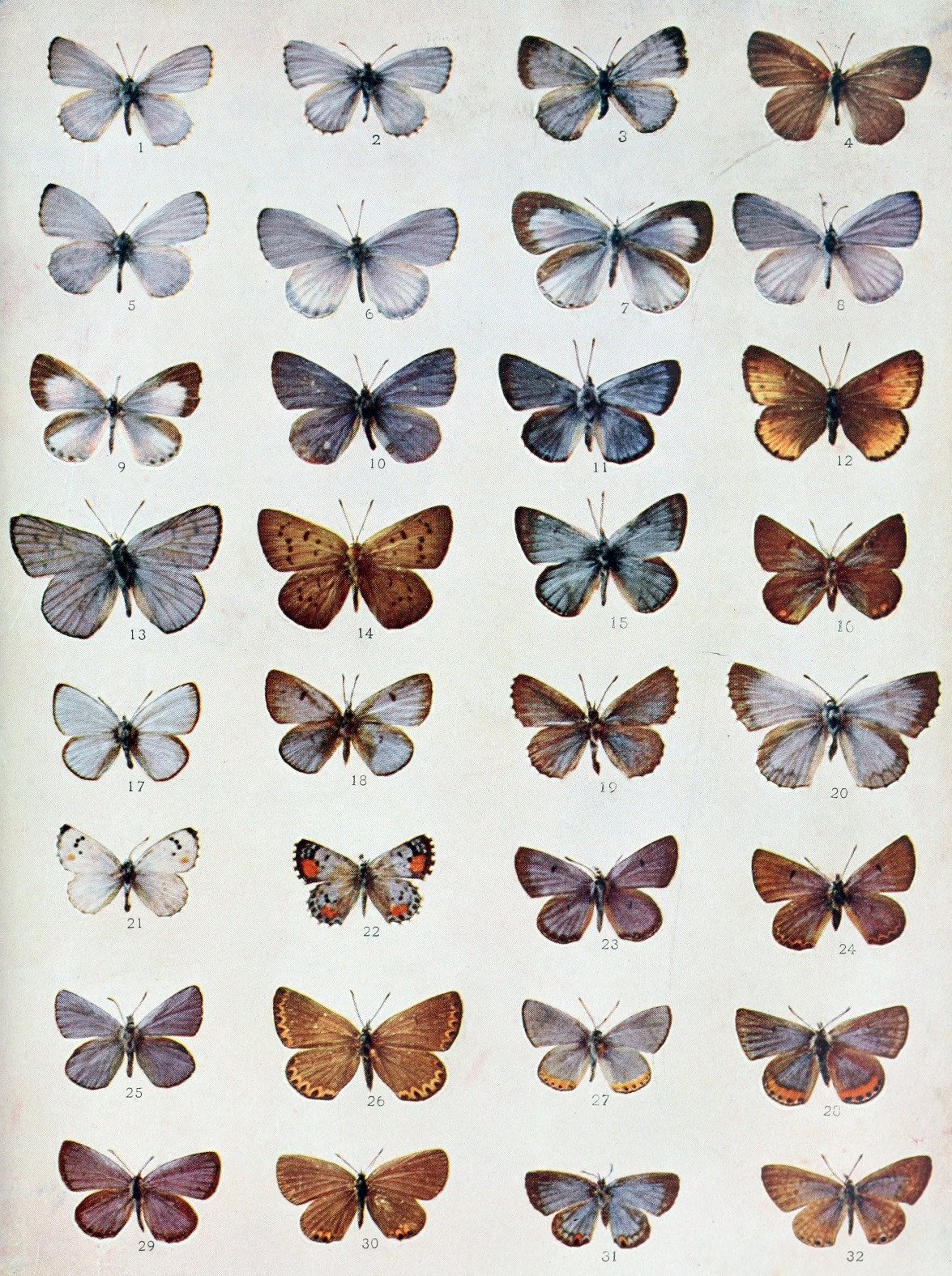 eBook Butterflies Illustrated Monthly