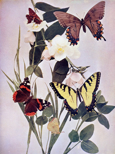 eBook Butterflies Illustrated Monthly