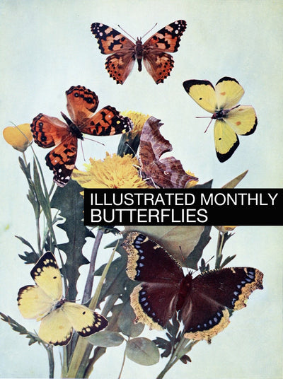 eBook Butterflies Illustrated Monthly
