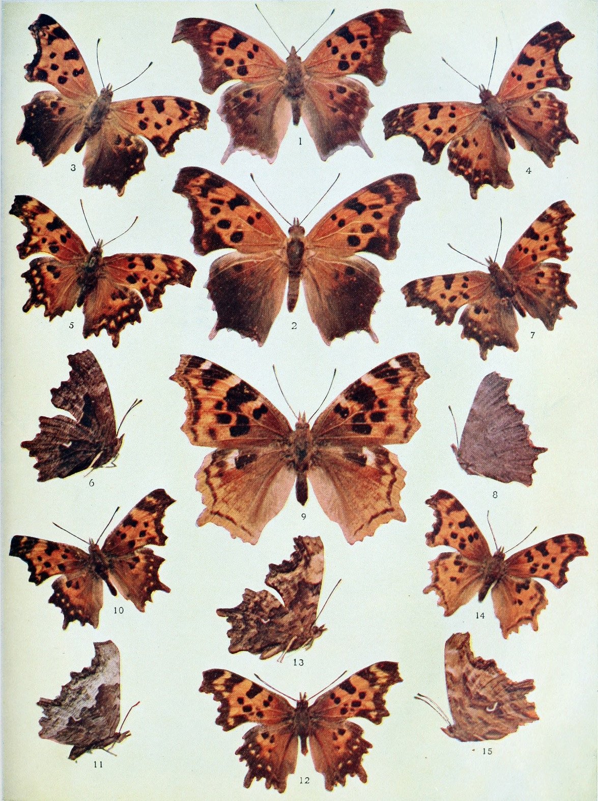 eBook Butterflies Illustrated Monthly