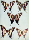 eBook Butterflies Illustrated Monthly
