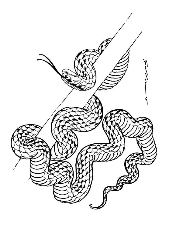 Book Drawn to Scale Matthew Gordon