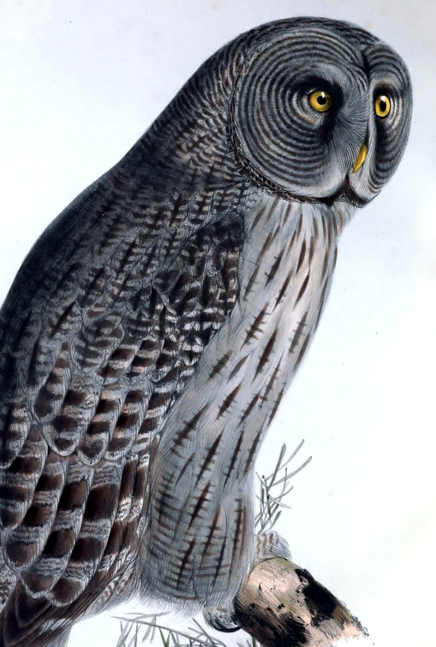 Eagles, Falcons and Owls