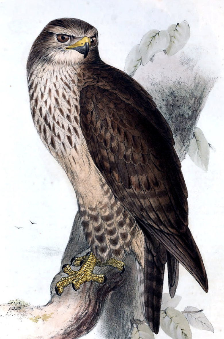 Eagles, Falcons and Owls | Shop Illustrated Books, eBooks Eagles, Falcons and Owls | Shop Illustrated Books, eBooks