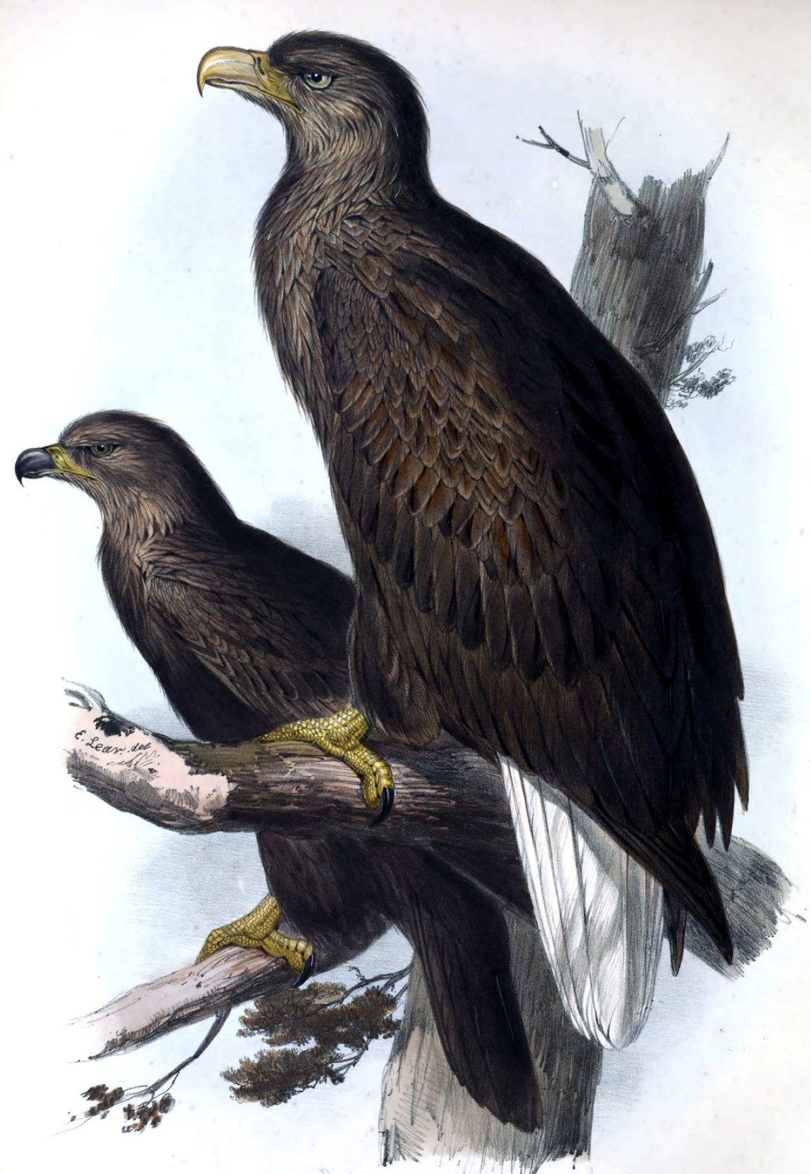 Eagles, Falcons and Owls