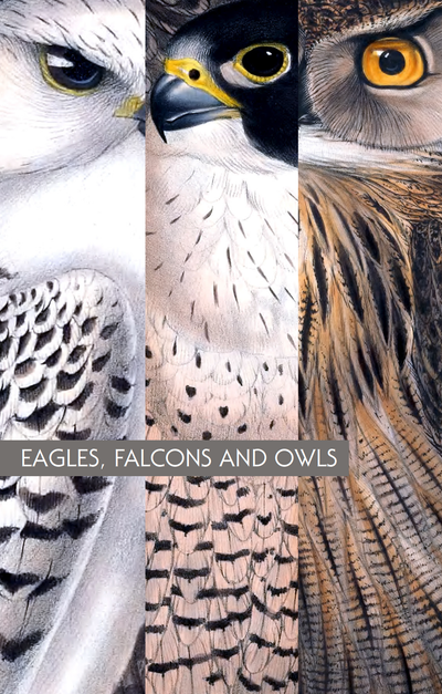 Eagles, Falcons and Owls