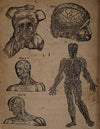 eBook etched anatomy Illustrated Monthly