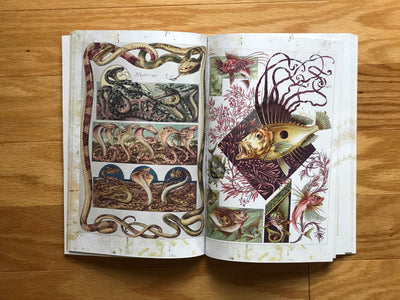 Book Fantastical Beasts & Plants Illustrated Monthly