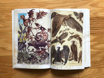 Book Fantastical Beasts & Plants Illustrated Monthly