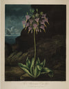 Flowers & Foliage