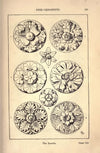 Ornamental