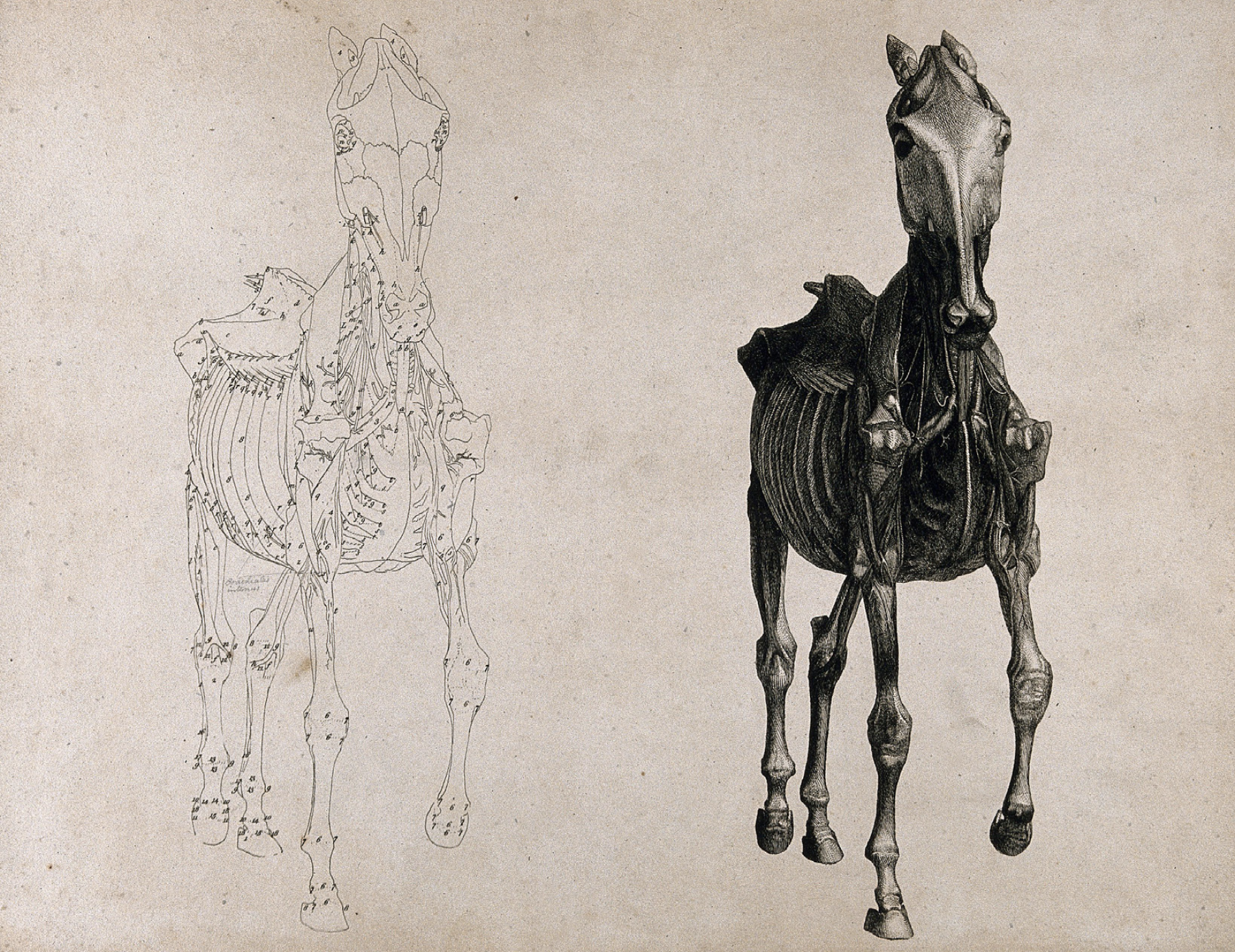 Horse Muscle and Bone Structure