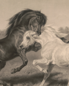 eBook Horses big fish