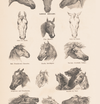 eBook Horses big fish