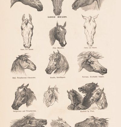 eBook Horses big fish