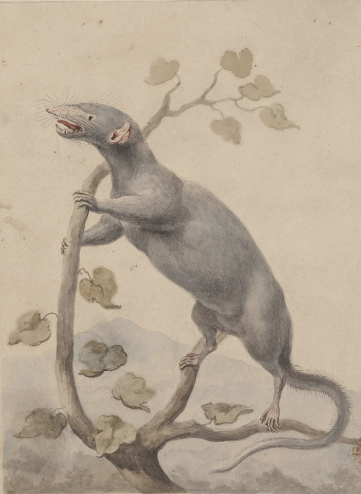 eBook illustrated animals Illustrated Monthly