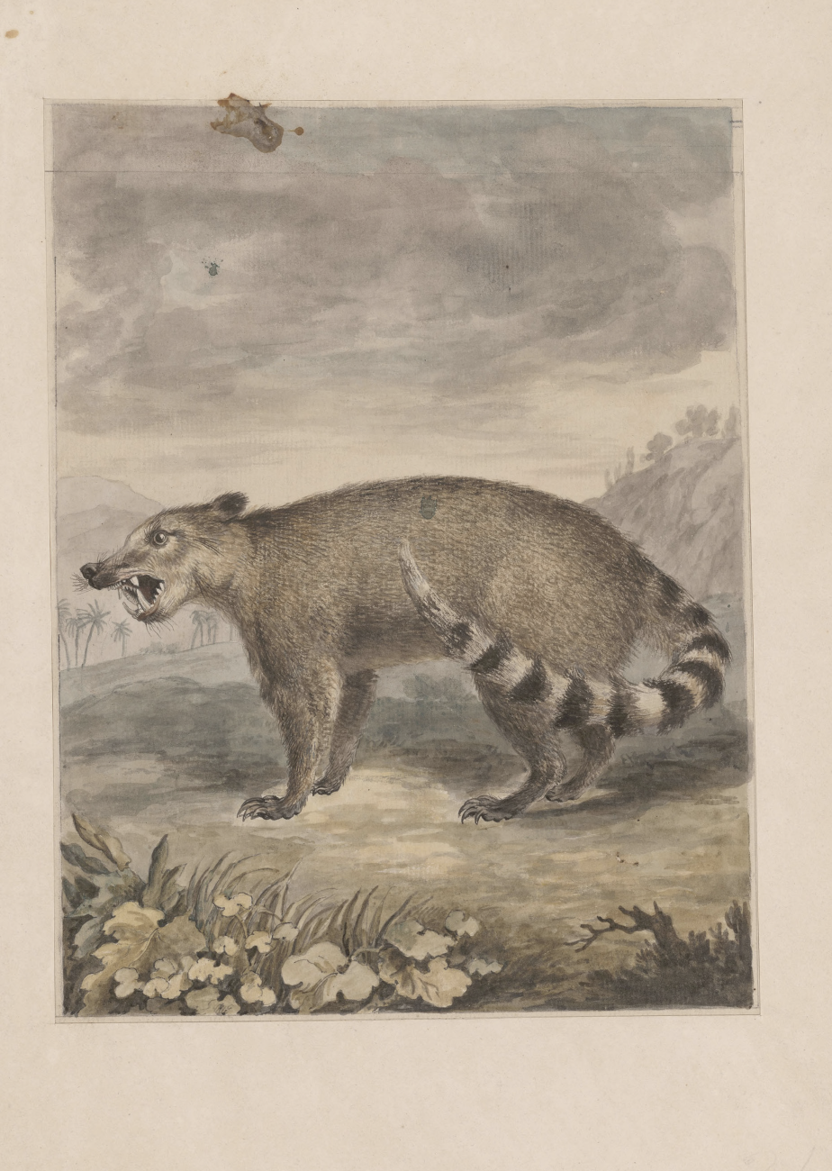 eBook illustrated animals Illustrated Monthly