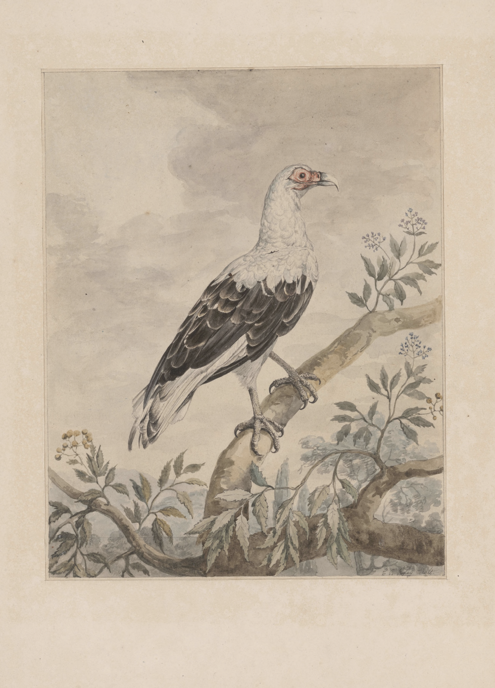 eBook illustrated animals Illustrated Monthly