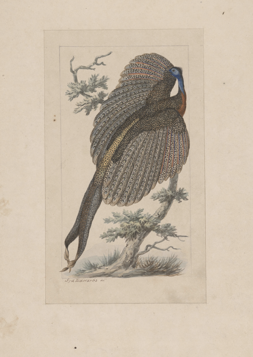 eBook illustrated animals Illustrated Monthly