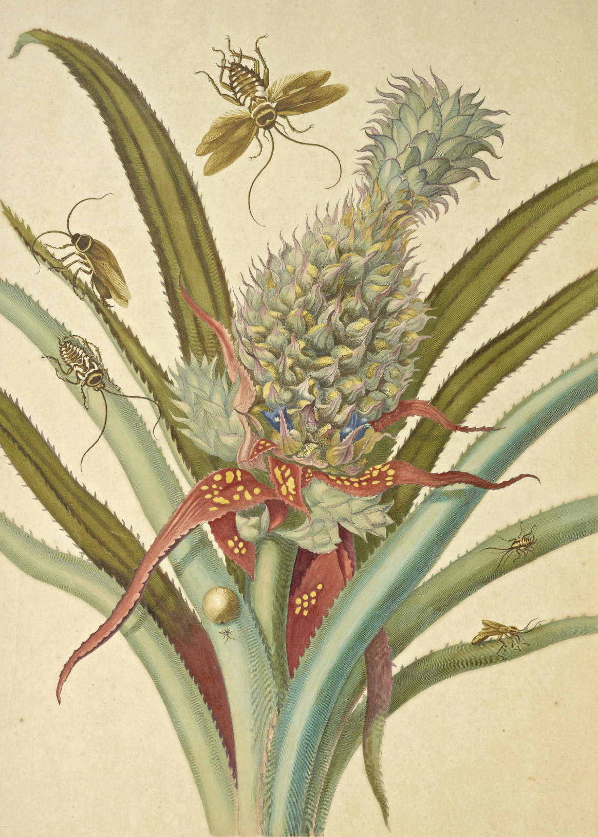 eBook insect paintings big fish