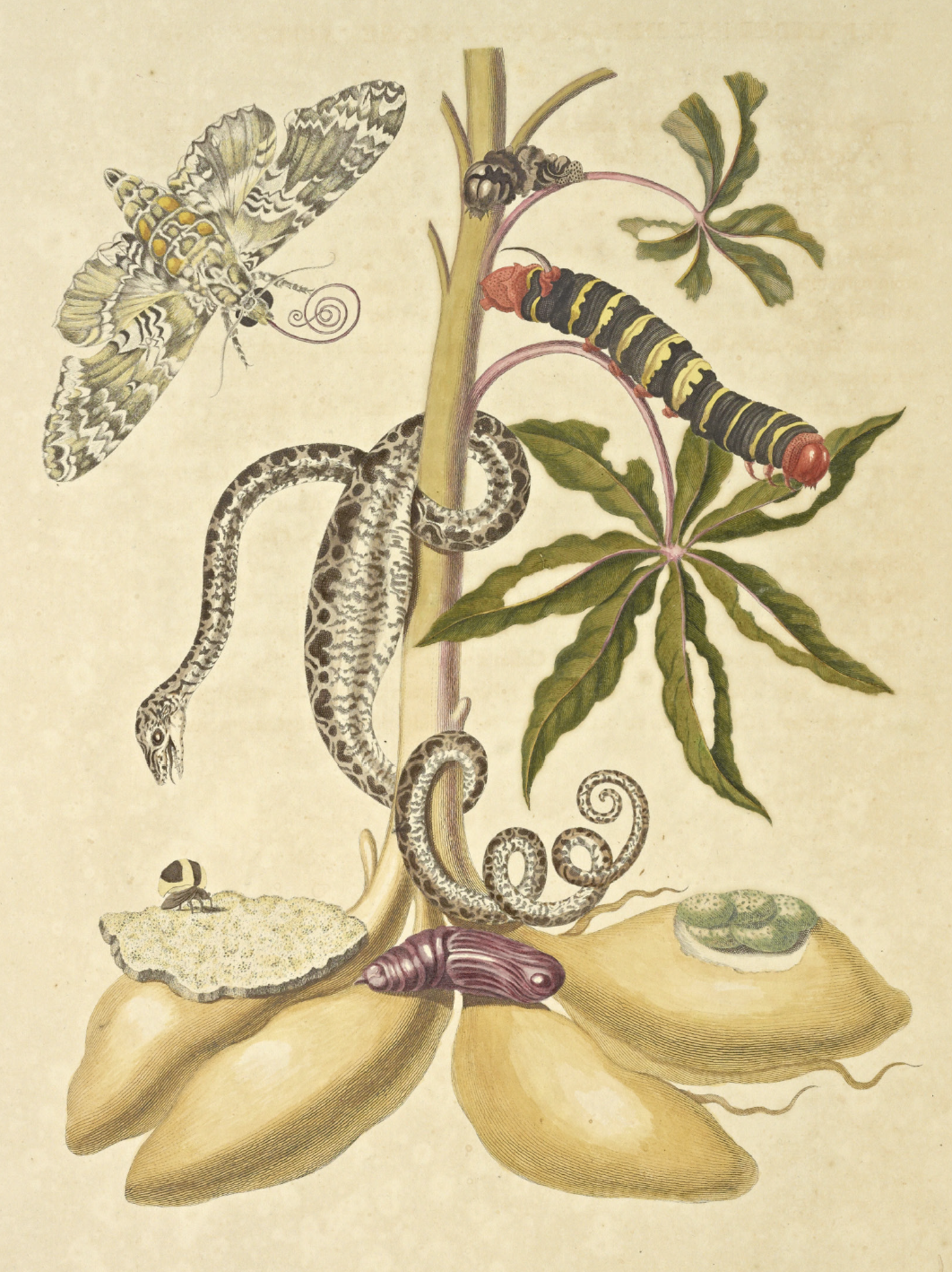 eBook insect paintings big fish