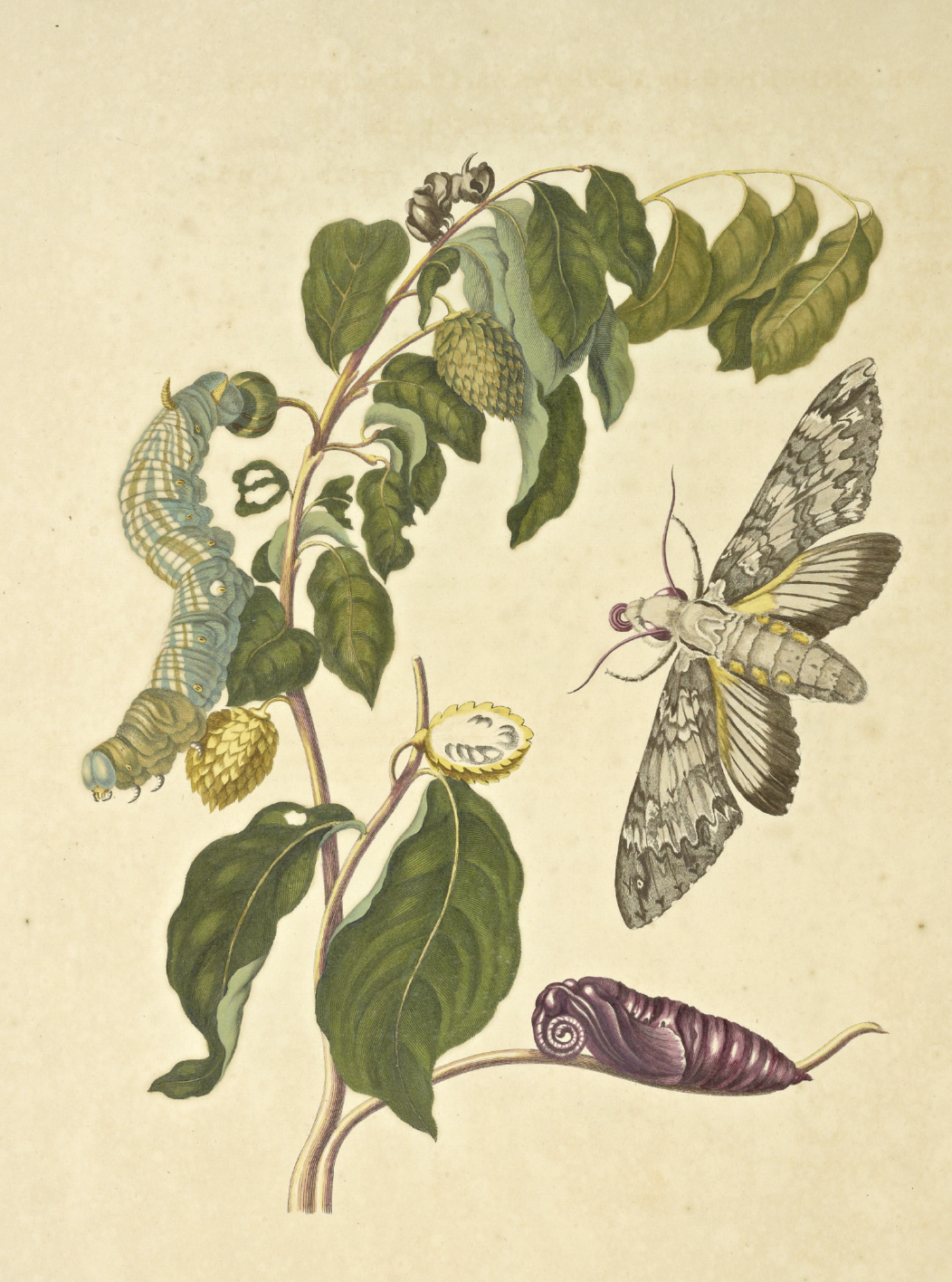 eBook insect paintings big fish