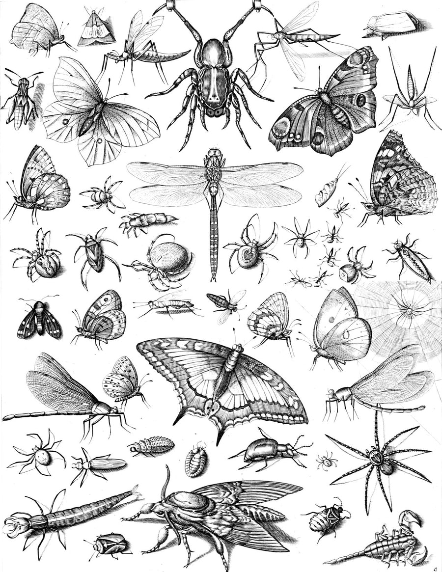 eBook insectarum big fish