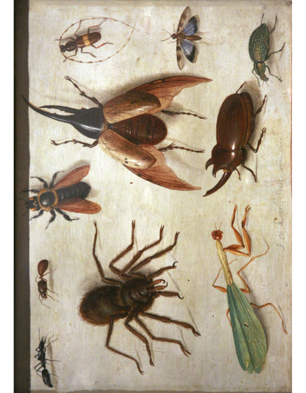 eBook Insects Illustrated Monthly