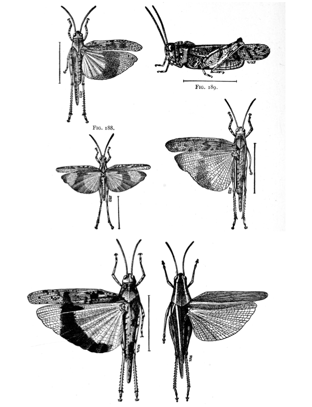 eBook Insects Illustrated Monthly