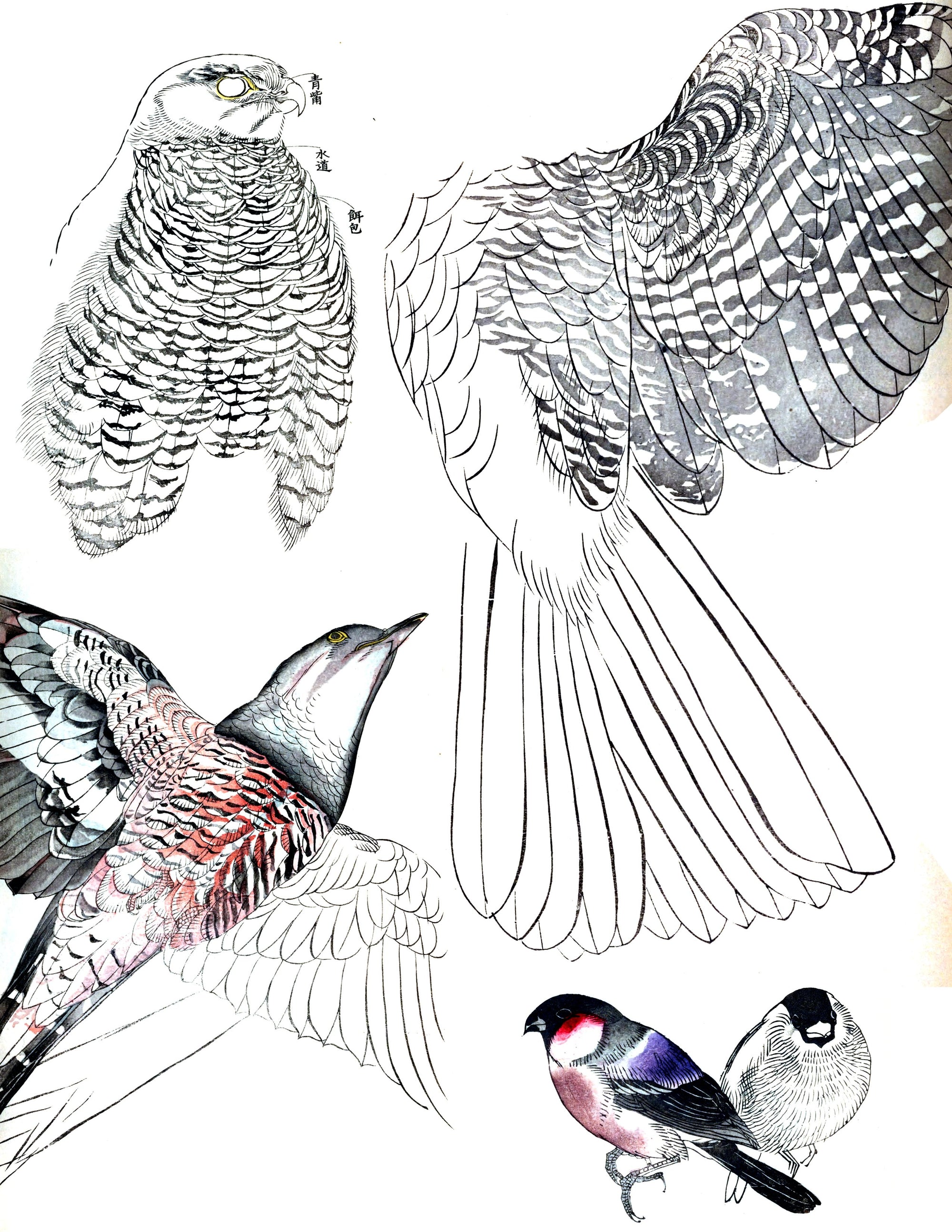 Japanese Bird Reference | Shop Illustrated Books, eBooks and