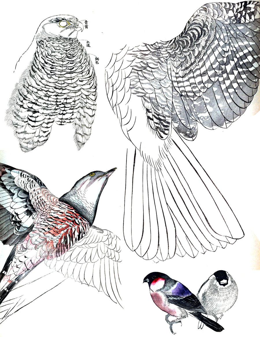 eBook Japanese Bird Reference big fish