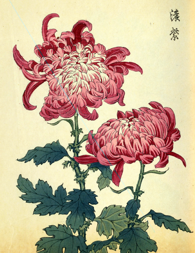 Japanese Flowers Shop Illustrated Books eBooks and Prints