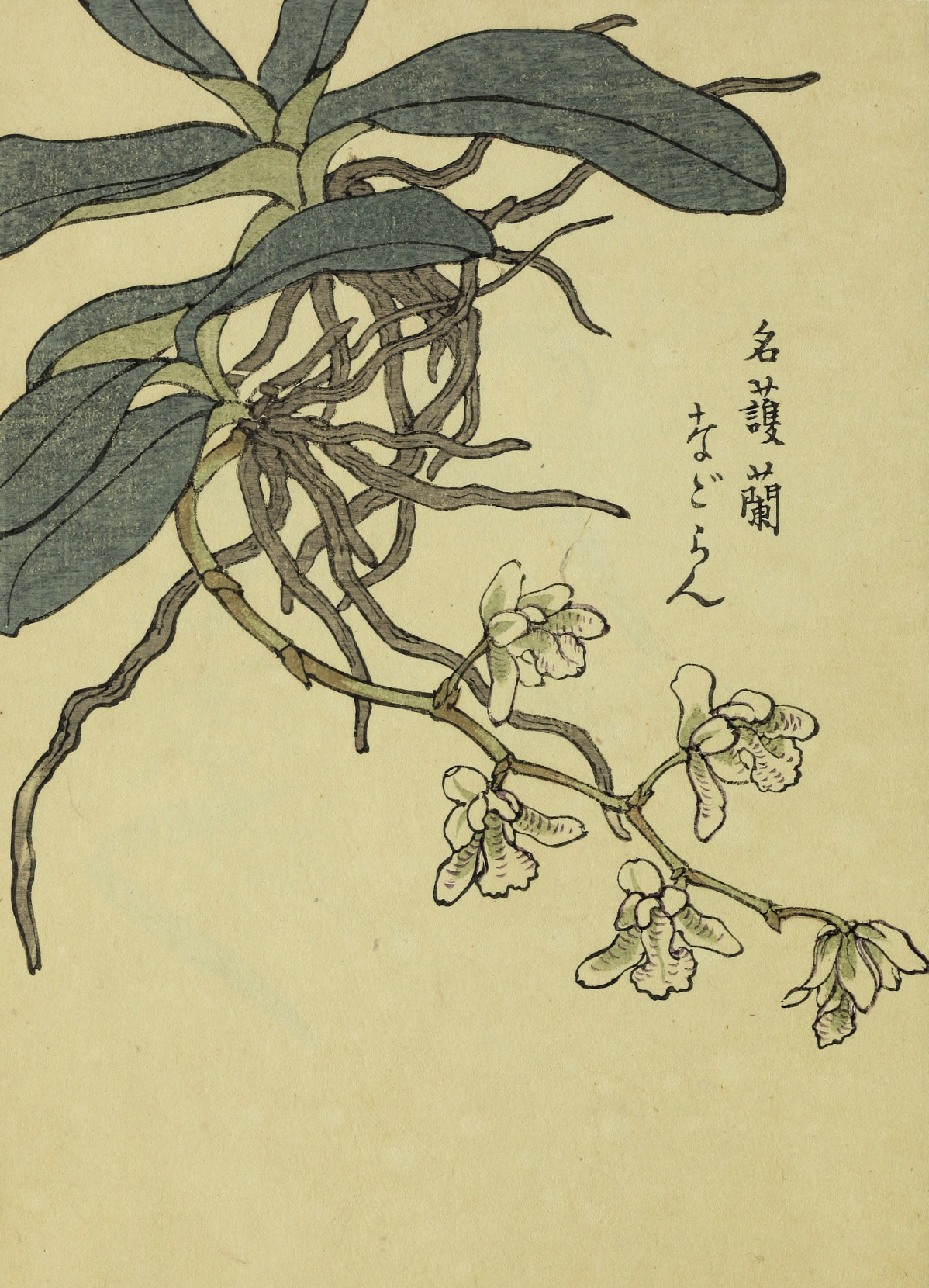 eBook Kono Japanese Flowers big fish