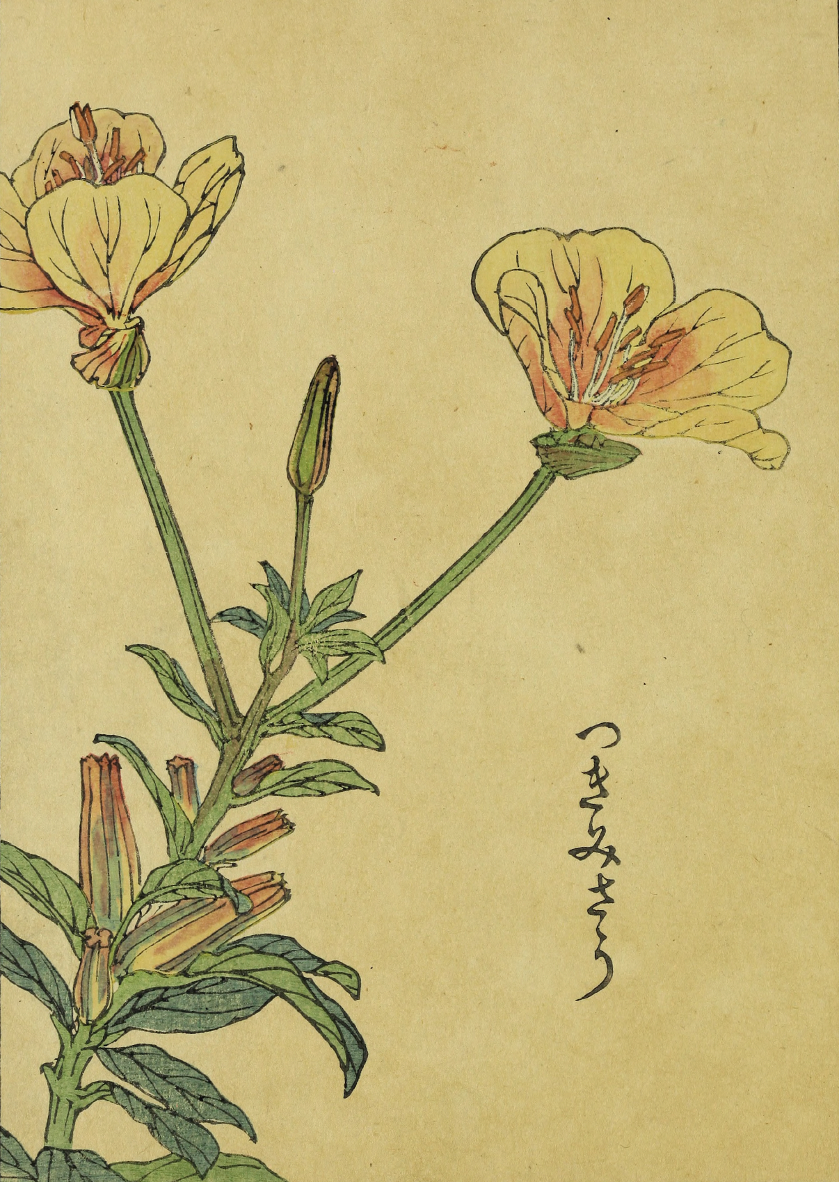 eBook Kono Japanese Flowers big fish