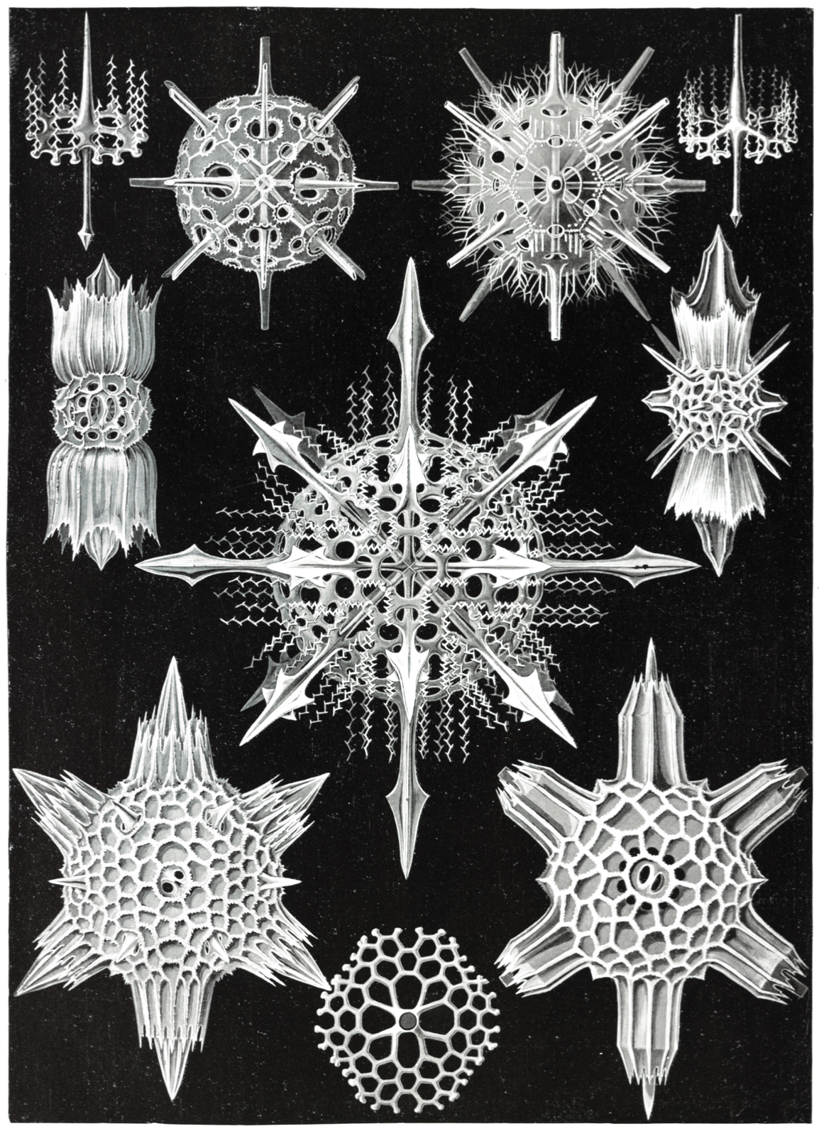 Book Kunstformen der Natur by Ernst Haeckel Illustrated Monthly