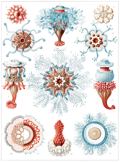 Book Kunstformen der Natur by Ernst Haeckel Illustrated Monthly