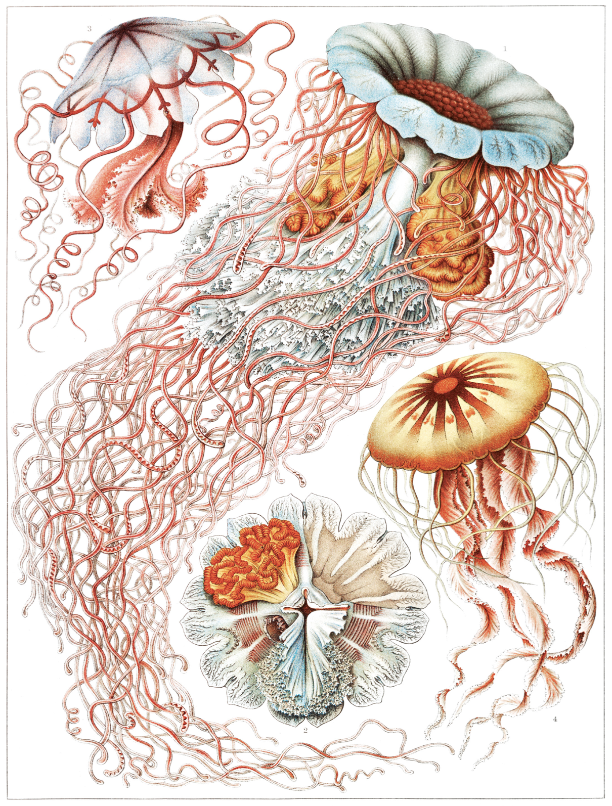 Book Kunstformen der Natur by Ernst Haeckel Illustrated Monthly