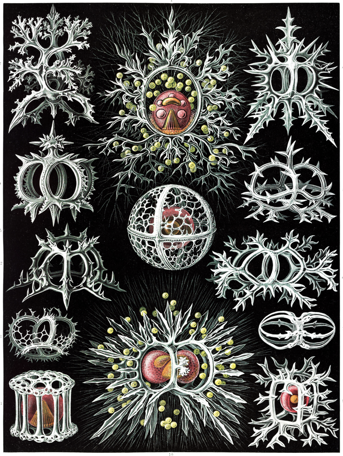 Book Kunstformen der Natur by Ernst Haeckel Illustrated Monthly