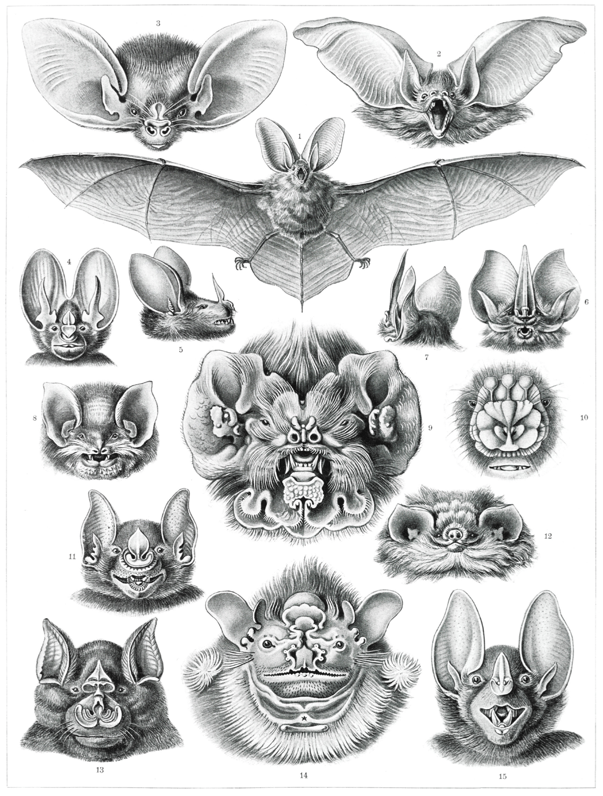 Book Kunstformen der Natur by Ernst Haeckel Illustrated Monthly