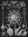 Book Kunstformen der Natur by Ernst Haeckel Illustrated Monthly