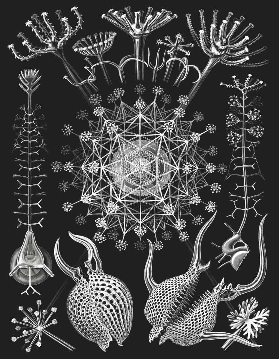 Book Kunstformen der Natur by Ernst Haeckel Illustrated Monthly