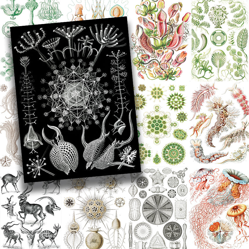 Book Kunstformen der Natur by Ernst Haeckel Illustrated Monthly
